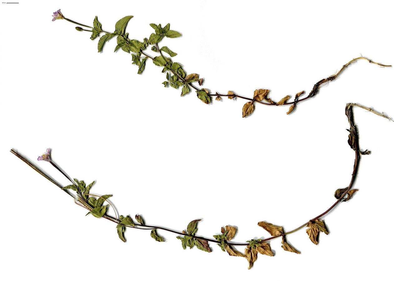Epilobium alsinifolium (Onagraceae)